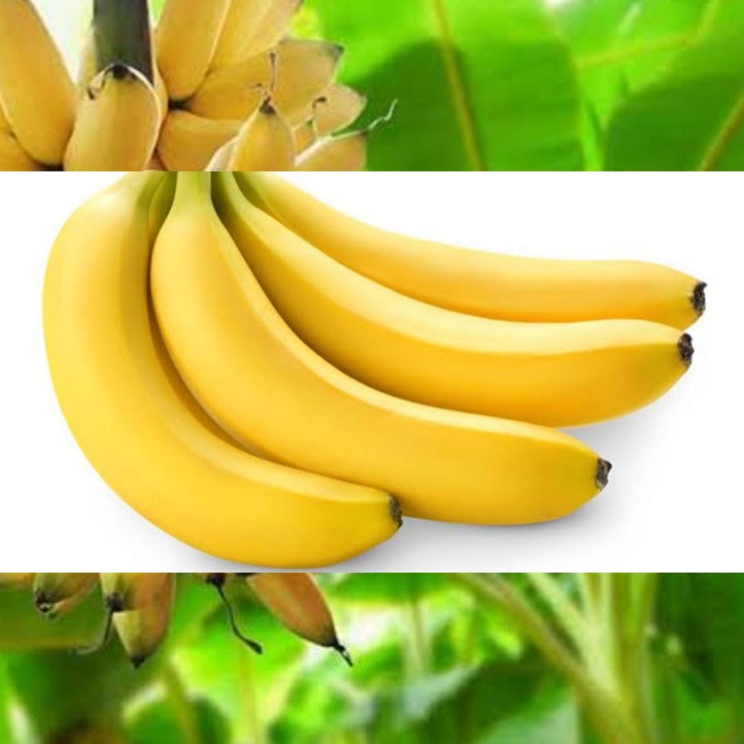 Health benefits of bananas and banana recipes.