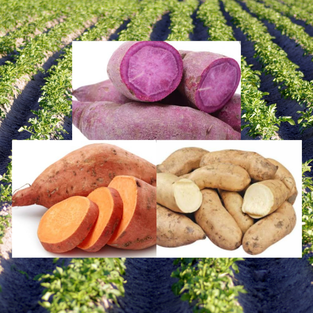 Health benefits of sweet potatoes.